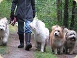Amilia hat sich super in die Hundegruppe eingefügt...