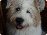 Hier machten wir bei Amaros Frauchen einen
www.hundeurlaub-ostseetraum.de