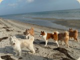 ...hat viele Strandbesucher entzückt...