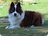Kleine Stöckchen wurden beknabbert...