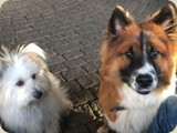 Félices großer, Glatter und Coeurbys kleiner Puschelsohn