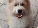 Balu war beim großen Treffen nicht dabei