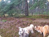 haben mit uns die Lüneburger Heide erkundet