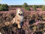 um die tolle Heideblüte zu erleben