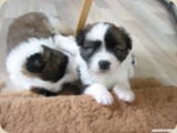 Amili  und Anton