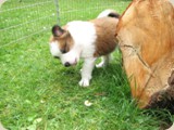 Aidan entdeckt Klee