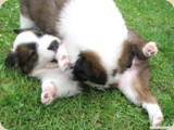 Aron und Amaro auch
