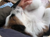 beim Schmusen eingepennt
