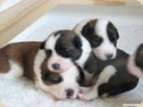 Hundehaufen