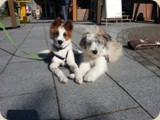Angelie und Keke treffen sich im Wildpark