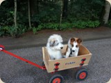 unterwegs im Bollerwagen um müde Beinchen zu schonen