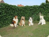 4 Elos, 4 verschiedene Gesichter
