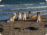 eine tolle Hundetruppe