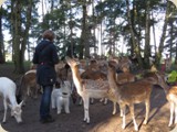 ...hungrige Horde
