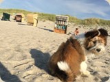 vom Winde verweht