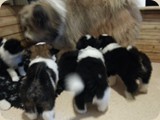 Unser Coeurby ist der Vater :)