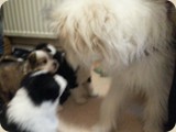 Angelie besucht die Elowelpen...