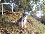 Oskar sendet herbstliche Grüße