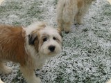 Ob ich Schnee toll finde?