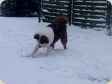 ...und spielt mit einem Apfel