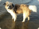 Oskar in der Elbe