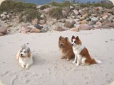 Amaro hat sich mit Keke und Fenjo an der Ostsee getroffen