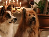 ...einen frohen dritten Advent