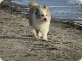 und über den Strand flitzen
