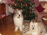 Amaro wünscht mit Emelie frohe Weihnachten