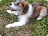 Holly ist sehr verspielt