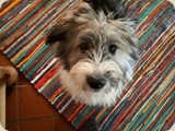 Baila kam zum Spielen dazu
