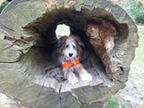 ...und in einer Baumhöle im Wildpark