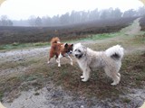 Barney und Baila hatten schon einen...
