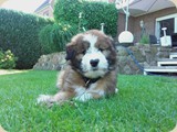 Balu ist gerne im Garten