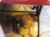 ...und Balu hat im Restaurant brav unterm Tisch gepennt