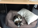 Sie darf ihr Frauchen ins Büro begleiten...