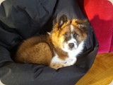 ...und Barney sein Herrchen in die Praxis