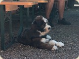 ...und hier brav im Biergarten
