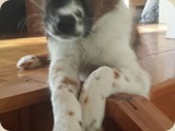 Barney und seine Geschwister sind schon ordentlich gewachsen