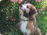 Bilbo als Rosenkavalier...
