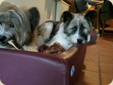 ...und hier mit Coeurby im Körbchen;)