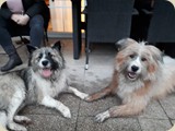 und bei Bruder Balu richtig toll getobt...nun sind beide platt ;)