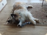 Holly kann im Liegen spielen...