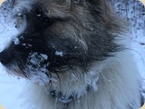 ...Schneenase