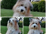 Balu freute sich über sein neues Spieli...