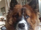 Barney, unser Glatter, wirkt auf dem Foto doch schon richtig erwachsen